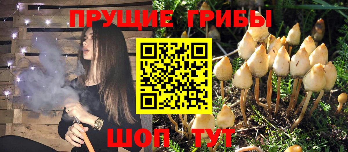 Галлюциногенные грибы Psilocybe Новочебоксарск